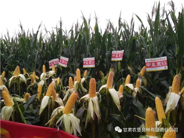 種子產(chǎn)業(yè)